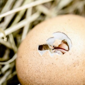 hatching-chicks-2448541_1920_500px